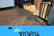 ภาพ พื้นร้านกาแฟสตาร์บั๊ค พื้นต่างระดับสูงแค่ 2 นิ้ว แต่ยังมีทางลาดให้สวยงาม